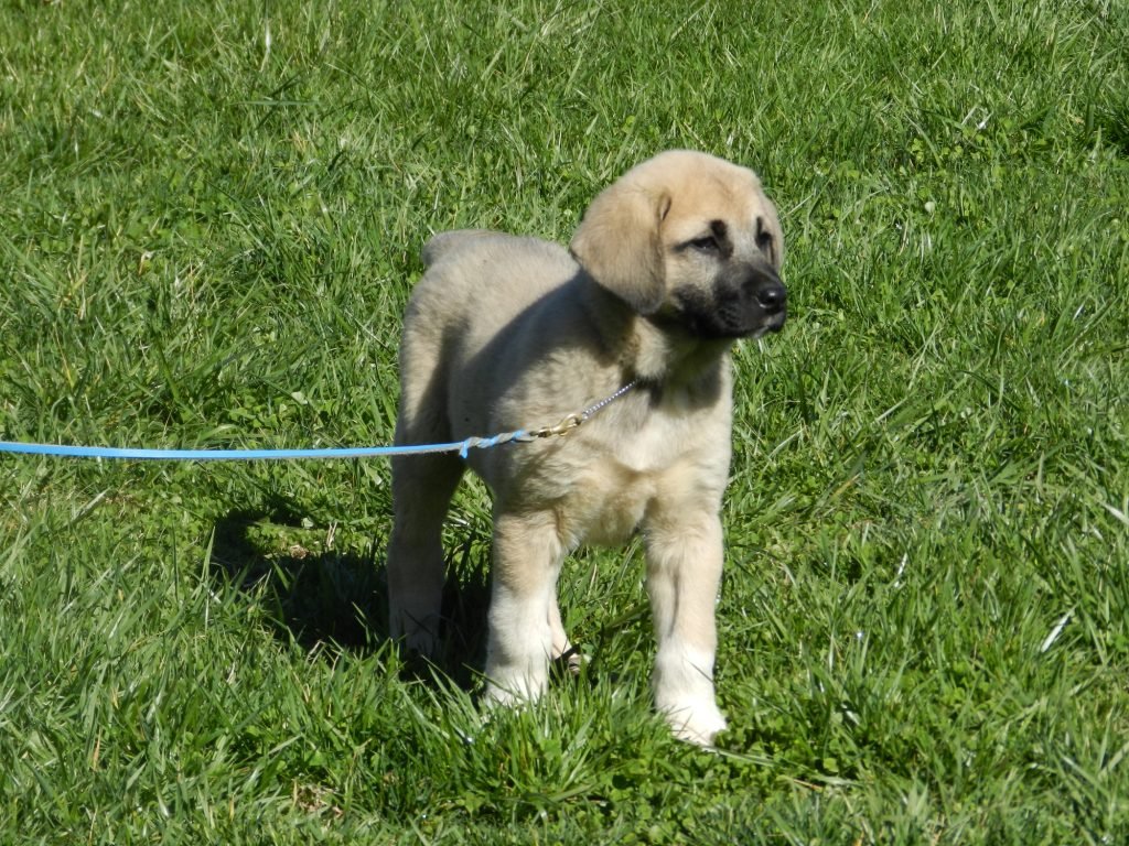 Kangal Dog Puppy Pictures